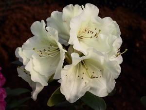 Rhododendron Williamsianum Rothenburg